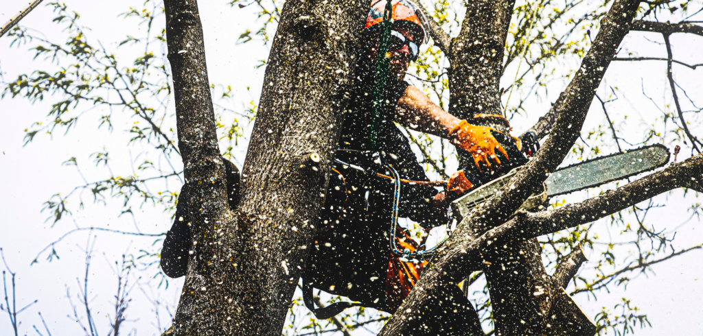 When to Choose Emergency Tree Services: A Sheffield Guide for Property Owners