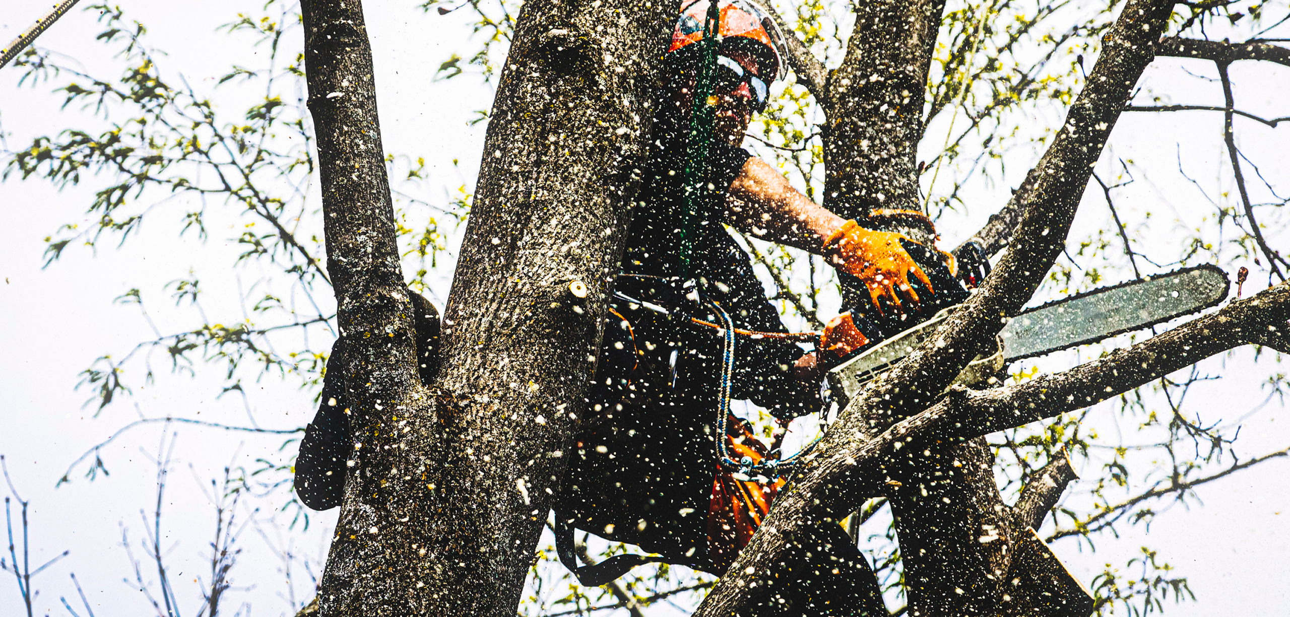 When to Choose Emergency Tree Services: A Sheffield Guide for Property Owners