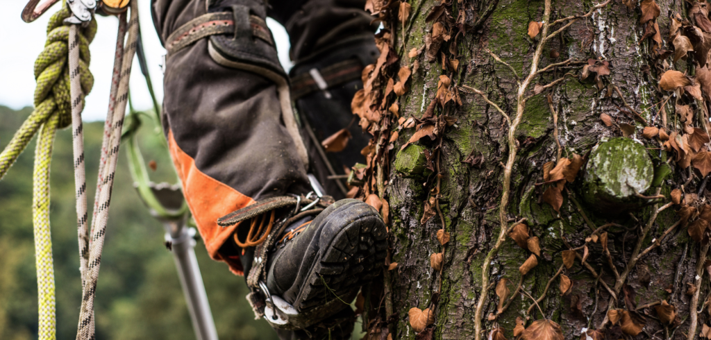 Commercial & Domestic Tree Surgery in Sheffield and Surrounding Areas