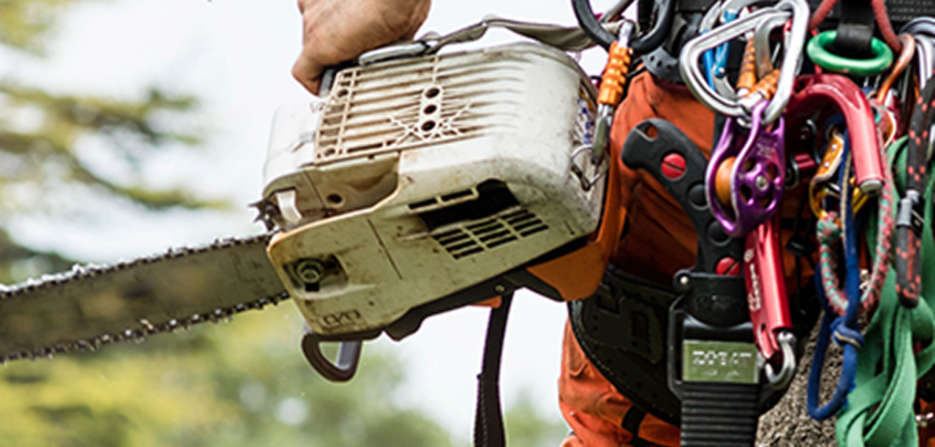 Tree Surgeon vs Arborist – What’s the Difference in Sheffield?