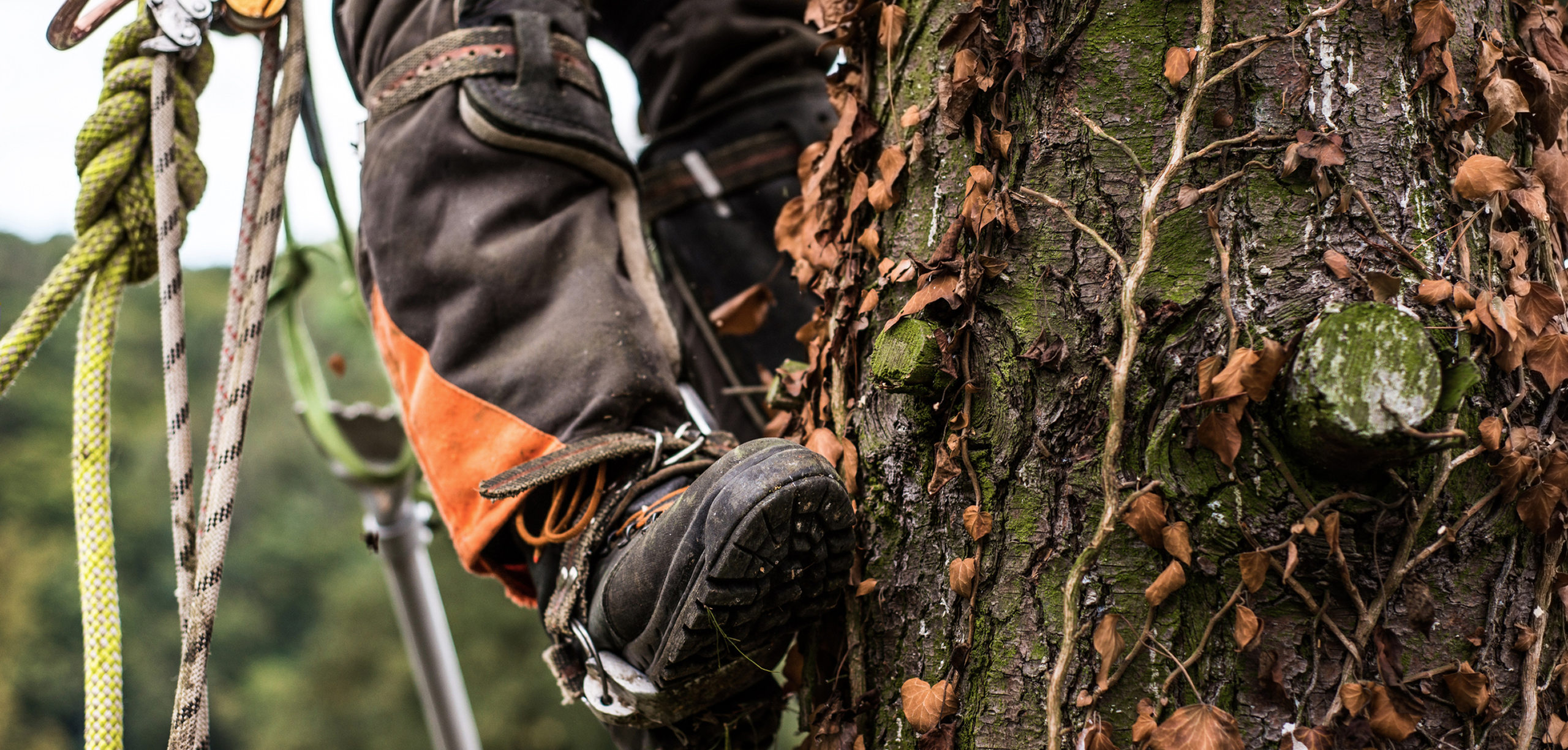 Commercial & Domestic Tree Surgery in Sheffield and Surrounding Areas