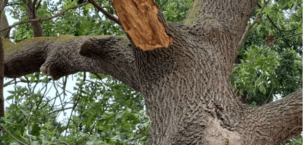 Common Tree Diseases in Sheffield & How to Identify Them