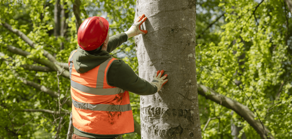 BS5837 Tree Survey in Sheffield: Complete Guide for Planning & Development