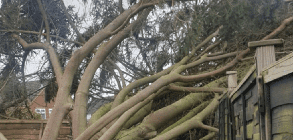 What To Do If a Tree Falls in a Storm in Sheffield