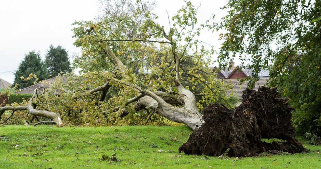 How Much Does Tree Removal Cost in Sheffield in 2026?