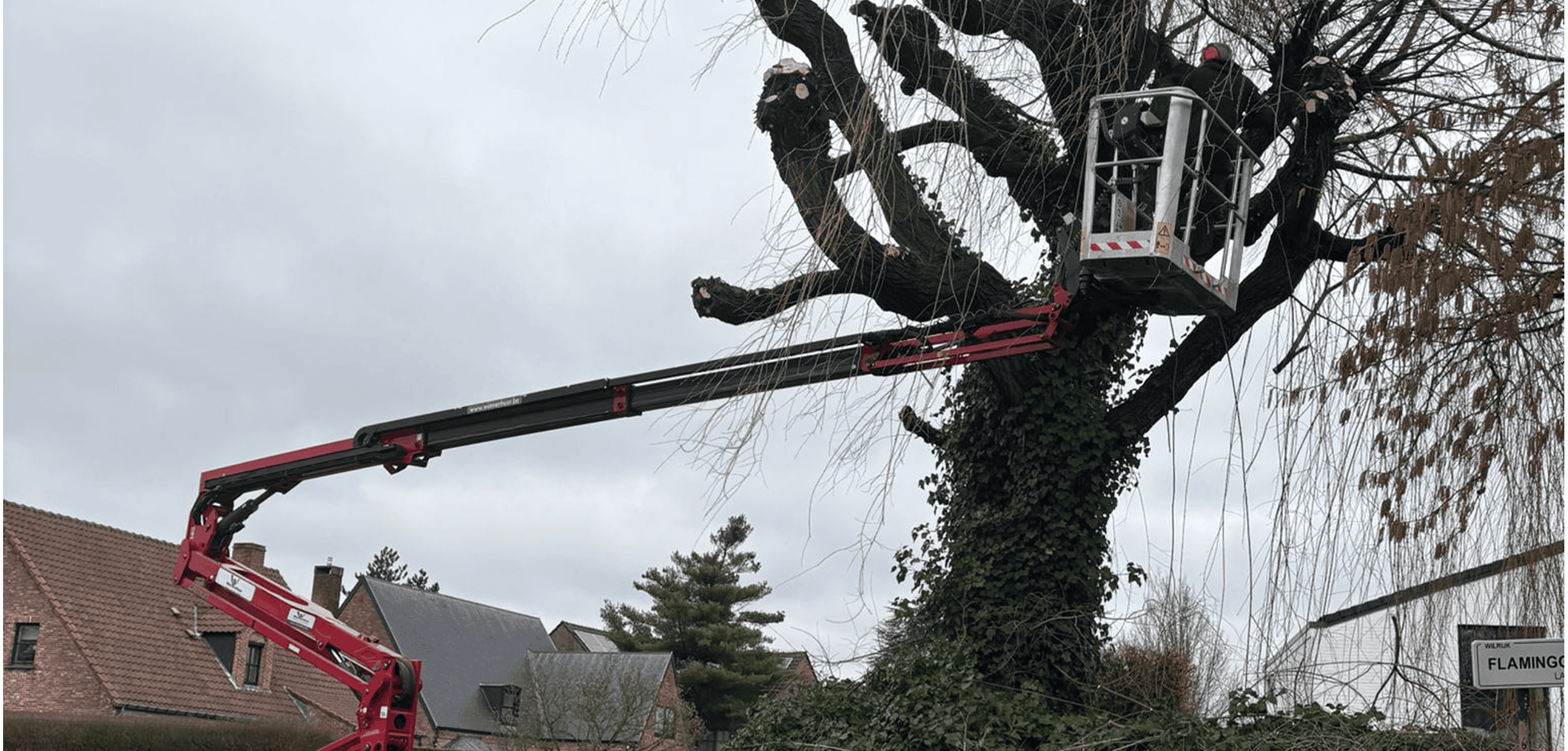 Tree Surgeon vs Arborist in Sheffield: Which One Do You Actually Need?