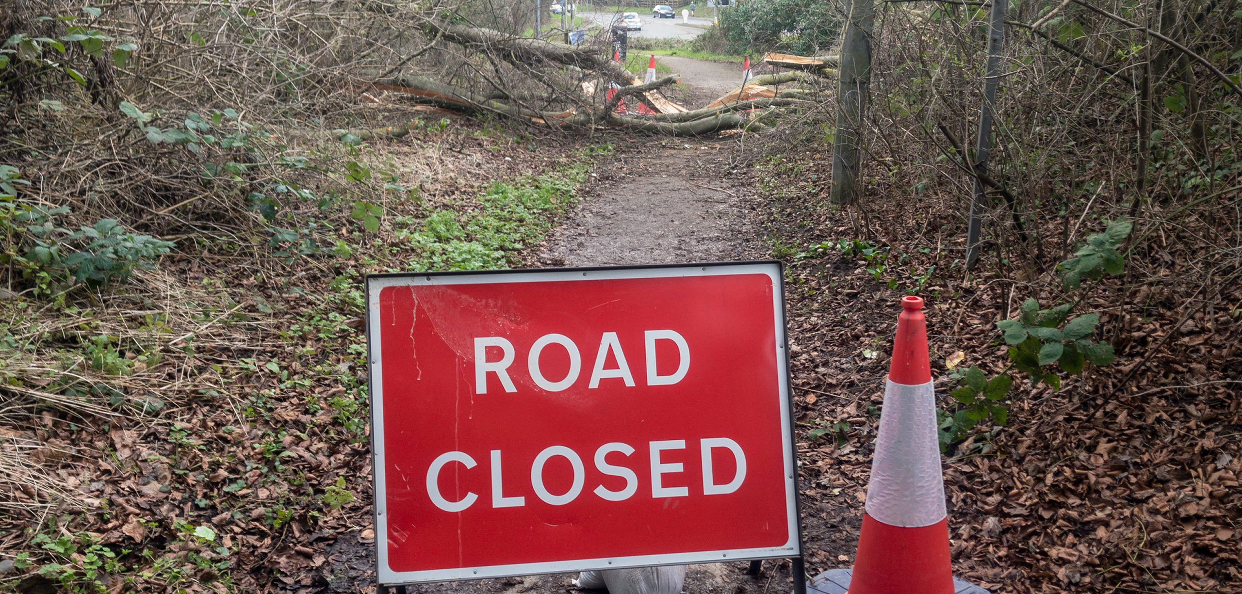 7 Warning Signs Your Tree Needs to Be Removed: A Sheffield Homeowner’s Guide