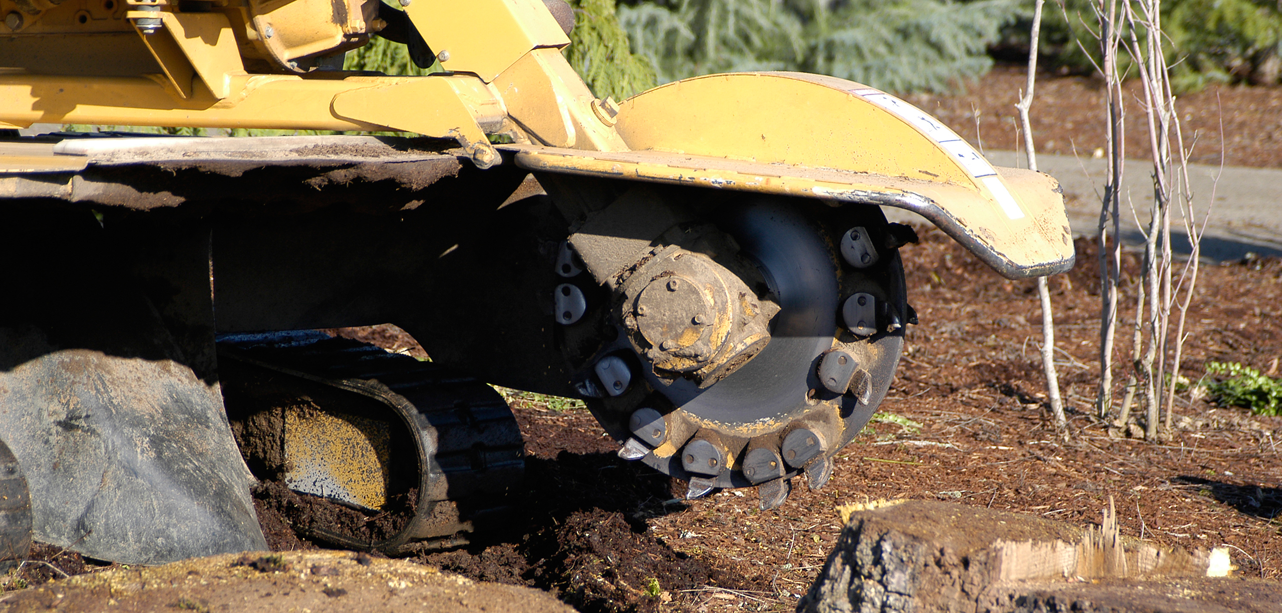 Stump Grinding vs Stump Removal: What’s Best for Sheffield Gardens?