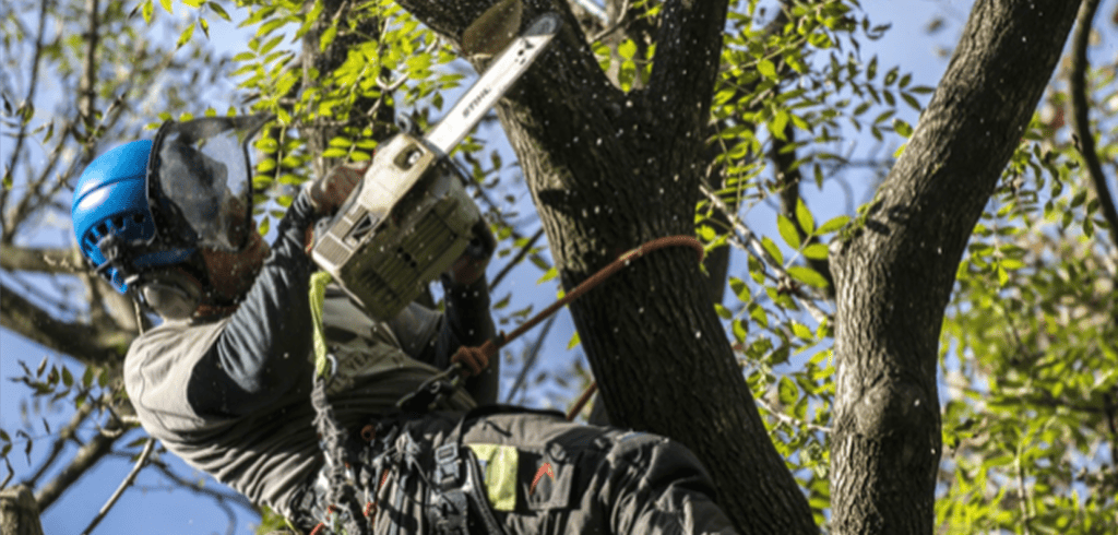 How to Choose a Tree Surgeon in Sheffield: 10 Questions to Ask Before You Hire