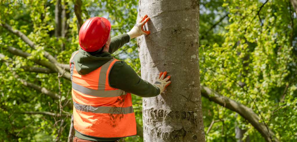 Autumn Tree Care Checklist for Sheffield Gardens: Get Ready Before the Storms Arrive