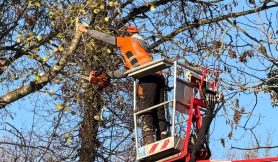 Tree-Trimming-Pruning